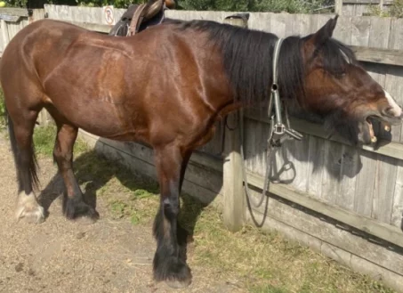 A Dales pony in Star Stable Online!