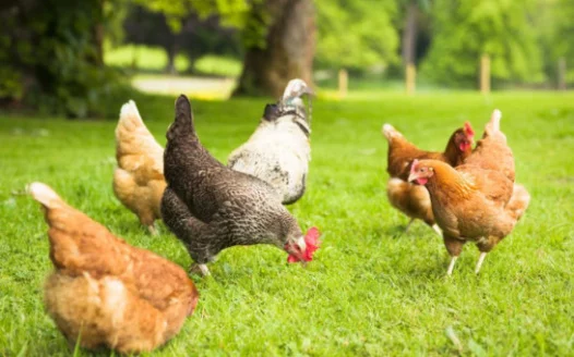 Allow Backyard Chickens in Owensboro—Support Local Sustainability!