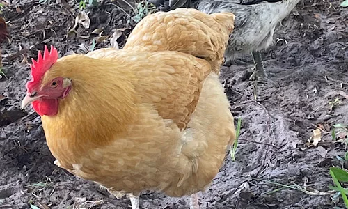 Allow Backyard Chickens in South Hampton