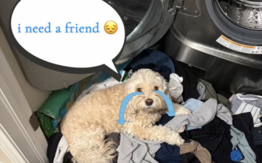 ANOTHER DOG