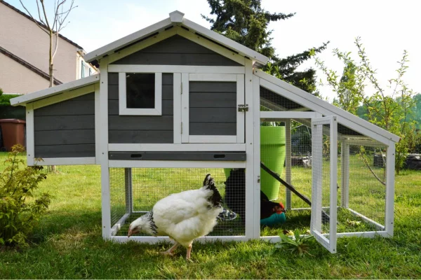 Backyard Hens - Cartersville Code Amendment