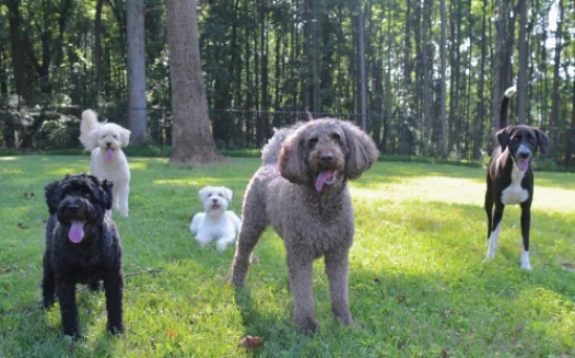 Bethesda, Maryland off leash dog park