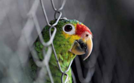 Convince my parents parrots are not “brats”. (Read about my story, and why a parrot as a pet would help my family).