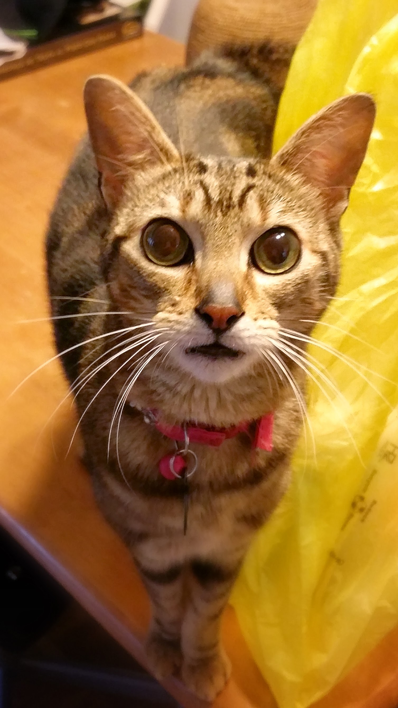 Let Me Into The Bedroom!