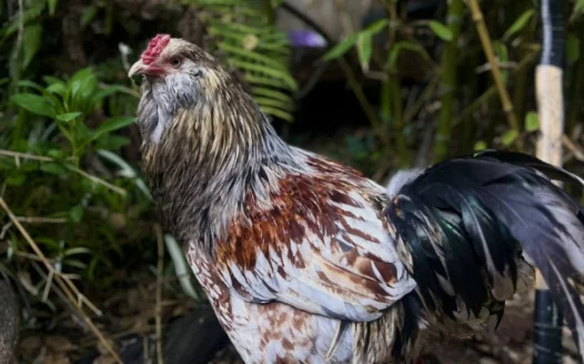 Don’t Let Santa Cruz Erase 100 Years of Tradition — Protect Our Family’s Roosters and the History of Live Oak