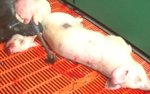 D'où vient la viande qu’on mange?