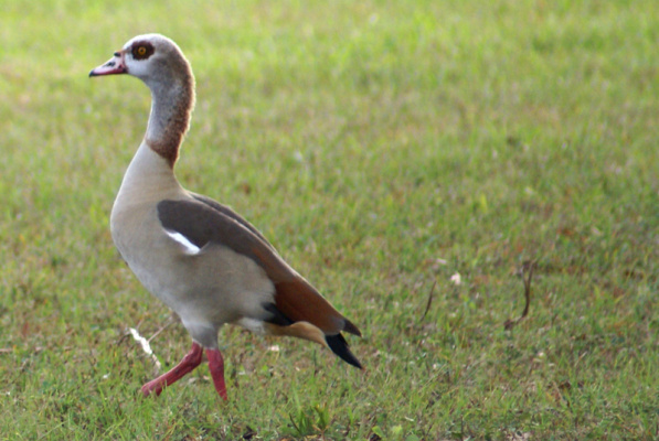 Egyptian Geese Removal from NSU