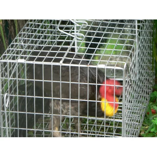 Free the Caged Turkeys