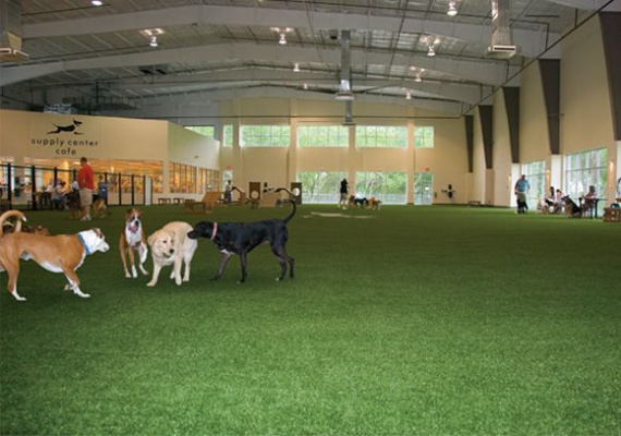 Indoor dog walking store park