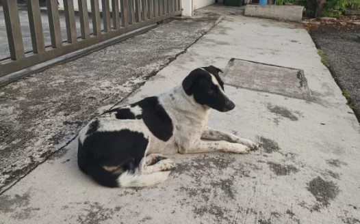 Help free our dog Pixie