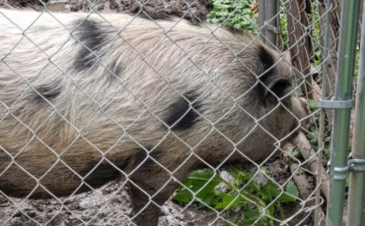 Help me save my emotional support animal