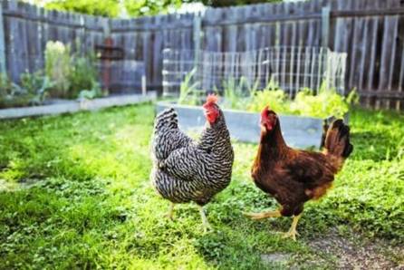 Hens in Pennsauken, NJ