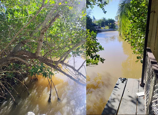 Hollywood Lakes Canal pollution from treatment plant 12/31/25
