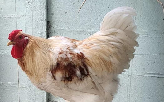 Keep Snowy the Rooster in Sun Valley