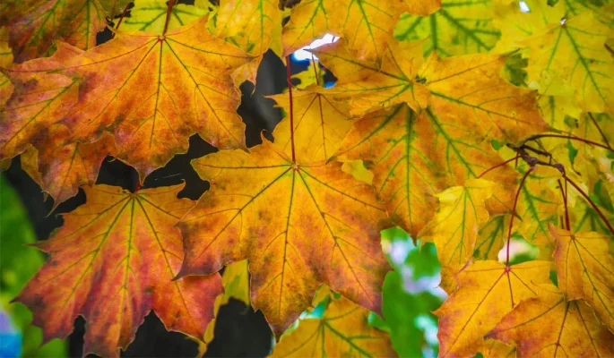 Leave the Leaves Earlham