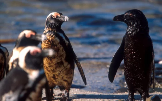 Minimising oil spills to save penguins