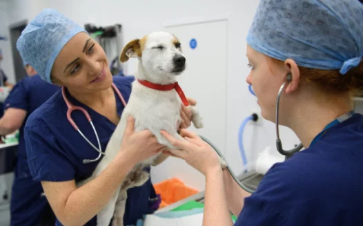 Minutes Matter: Bring ER Vet Services to Kokomo