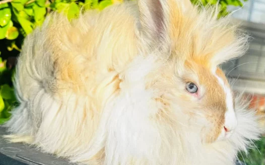 Mission Nursing Home Bunny