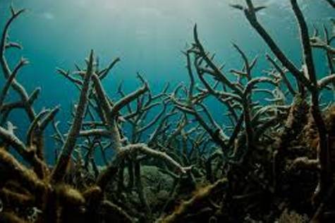 Help Bring Ocean Acidification to Congressional Attention!