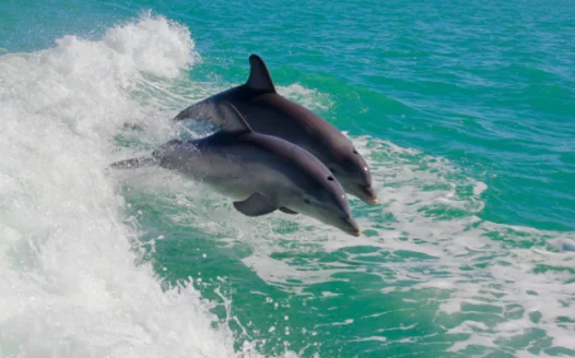 Stop Dolphin Abuse in Ocean Park