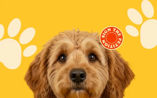 Operation Golden Doodle