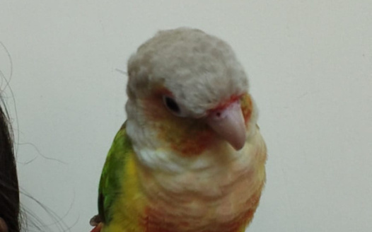 Pakya deserves an insta acc