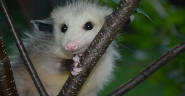 Petition for Immediate Safety Measures on Cunningham Road to Protect Wildlife and Prevent Accidents