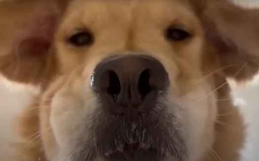 Petition to ban AI from FCPS