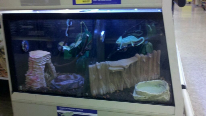 Petition to stop Petco & Petsmart from selling chameleons