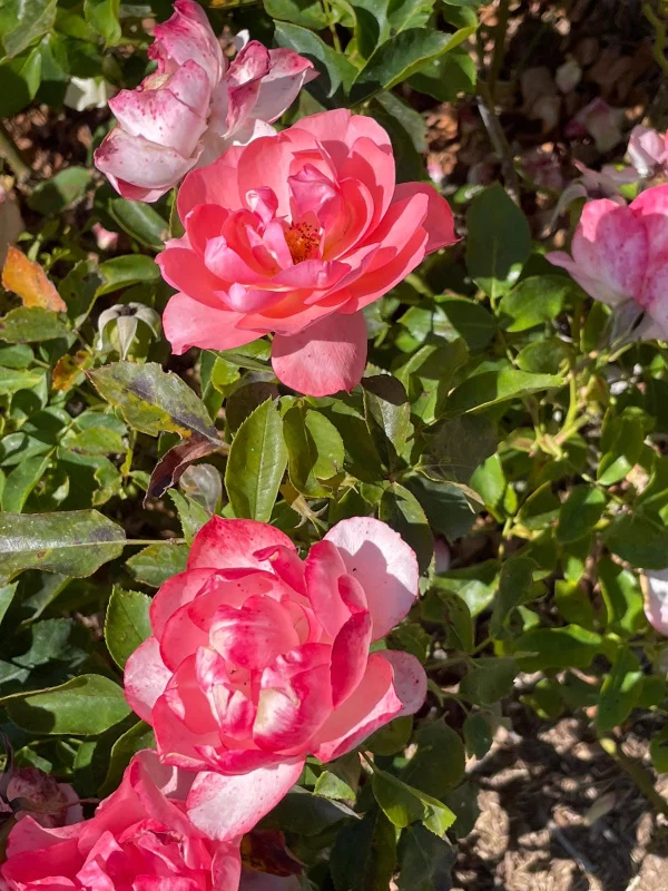 Preserving the Authenticity, Authority and Potency of Ayurveda as Practiced in the USA