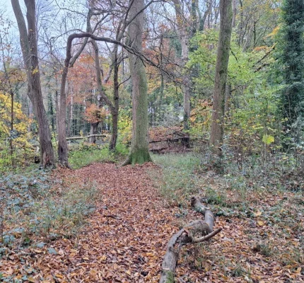 Prevent Barratt/Redrow from destroying St Fagans woodland