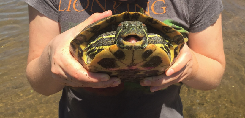 Petition Prohibit the sale of Red eared sliders in Michigan