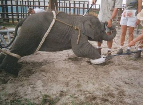Prohibition of the Use of Animals for Entertainment in Ontario