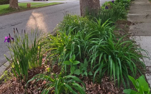 Protect Lansing's Gardens and Pollinators