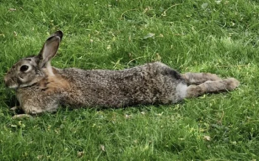 Protect Leeds Campus Bunnies!