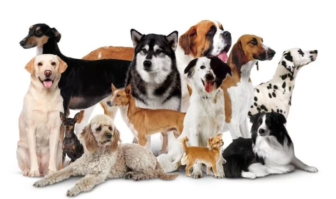 PROTECT PETS PROPERLY – Fund Enforcement, Regulate Breeders!