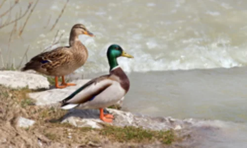 Protect Rancho Guajome Adobe Park