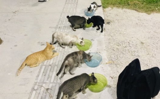 Puteri Harbor Strays TNR Program