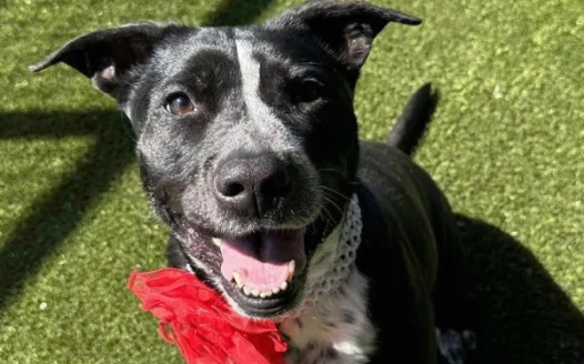 Remove Megan Bittel from Leadership at Fort Worth Animal Care & Control