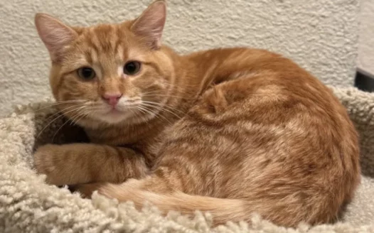 Rename my cat to Jekyll