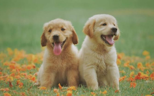 Reverse dog leash policy SY21