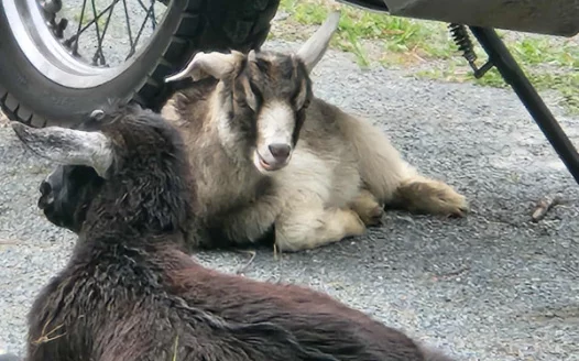 Save Pet Miniature Goats. Change Animal Management Laws to allow them on 1000m2 pr pair.