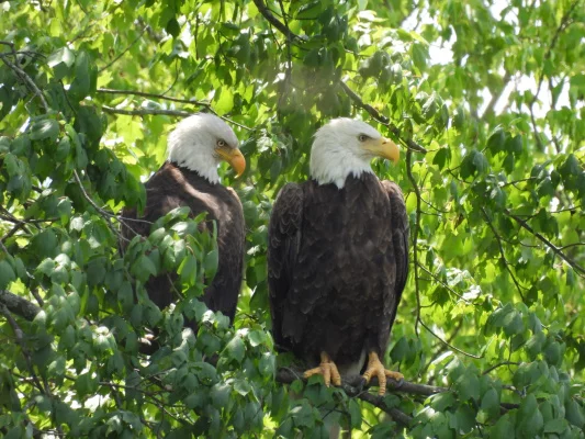Save the Carriage House Site Protect Kirkwood’s Eagles, Wildlife, and Open Space