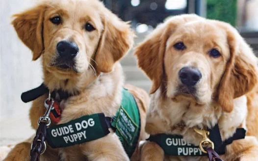 Save the Guide Dogs Class