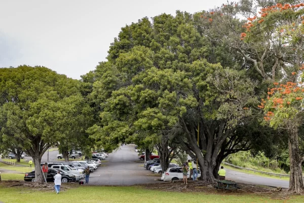 Save the Mahogany Trees at the Honokaʻa County Park
