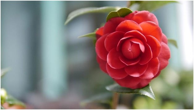 Save the Middlemist Camellia