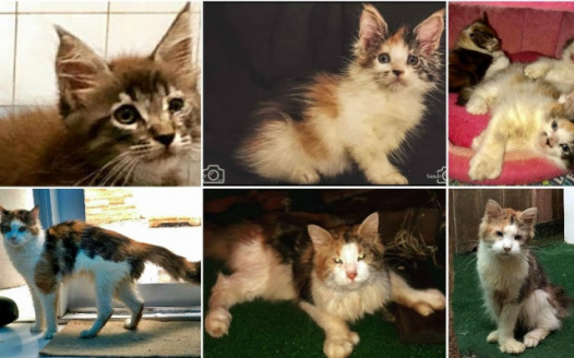 Stop GUGATTO's animal cruelty