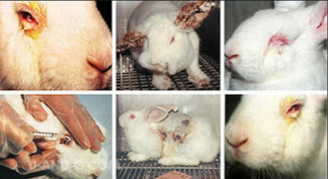 M A C Cosmetics Animal Testing