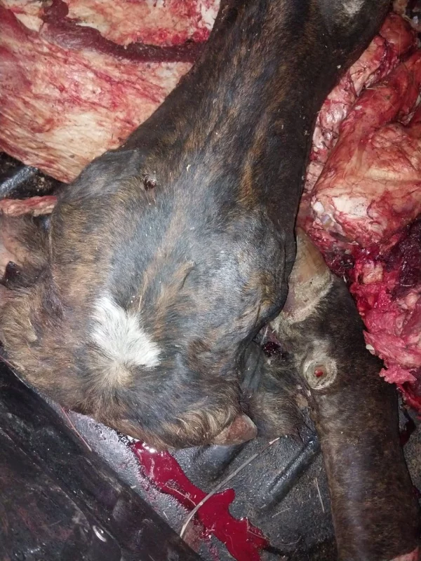 Petition against Bail for STOCKTHEFT Suspects 