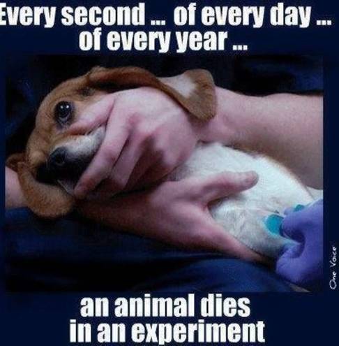 animal testing is immoral and should be stopped Free animal testing papers animal research should - animal experimentation is a process involving the immoral and unethical treatment of animals in order. animal testing is immoral and should be stopped Free animal testing papers animal research should - animal experimentation is a process involving the immoral and unethical treatment of animals in order.